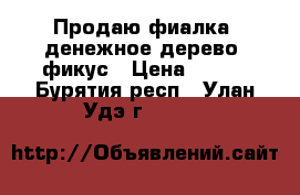 Продаю фиалка, денежное дерево, фикус › Цена ­ 100 - Бурятия респ., Улан-Удэ г.  »    